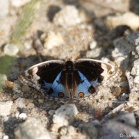 Junonia orithya Linnaeus, 1758